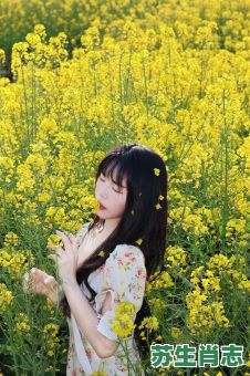 油菜花是什么生肖?油菜花的暗语是什么 油菜花是什么生肖?油菜花的暗语是什么