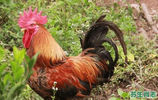 野外最多的生肖是什么？荒山野外有哪些生肖