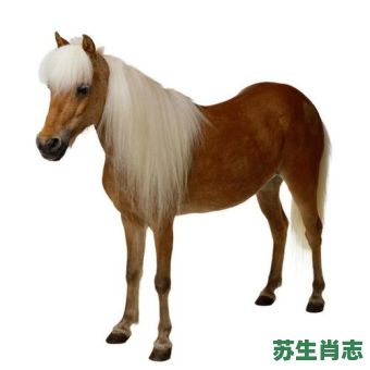 白毛的动物是什么生肖？全身白毛的最佳生肖是马吗