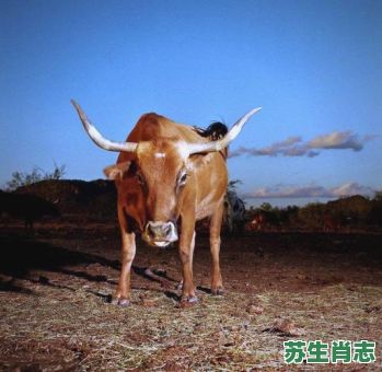 老牛拖破车是什么生肖？老牛拉车两凑合是什么生肖