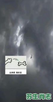 密不通风是什么生肖？乌云密布打一个生肖