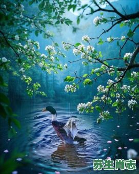 春归草木是什么生肖？春归指的是什么动物