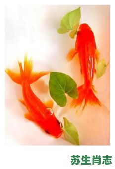 水里的鱼是什么生肖？请问鱼水指什么生肖