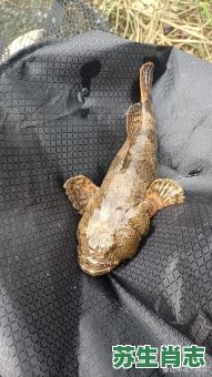 清道夫是什么生肖？清道夫是指什么样的人