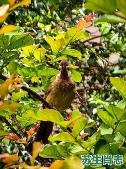 树上的小鸟是什么生肖？树上小鸟打一最准动物