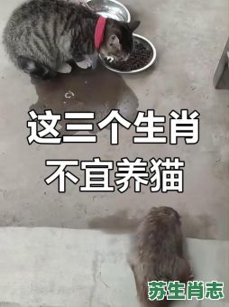 想吃猫的熊是什么生肖？吃猫――怪事打一生肖