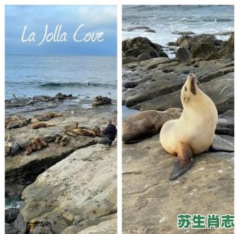 圣地亚哥是什么生肖？圣地亚哥的意思