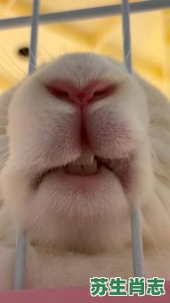 嘴三瓣是什么生肖？鼠是三瓣嘴吗