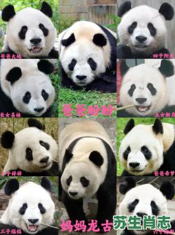 大熊猫是什么生肖呢？12生肖大熊猫的亲家是谁