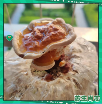 千年灵芝是什么生肖?灵芝代表哪个生肖 千年灵芝是什么生肖?灵芝代表哪个生肖