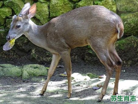 没角的鹿是什么生肖?鹿属什么生肖 没角的鹿是什么生肖?鹿属什么生肖