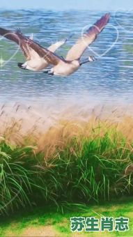 大雁南飞为家园是什么生肖？大雁指啥生肖