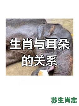 耳朵竖起来的动物是什么生肖？十二生肖耳朵竖的动物