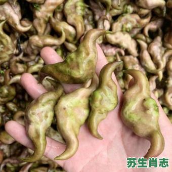 牛角中两个是什么生肖？牛角暗示什么生肖