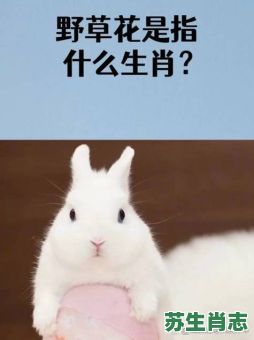 耳朵长尾巴短是什么生肖？耳朵长尾巴短准确生肖