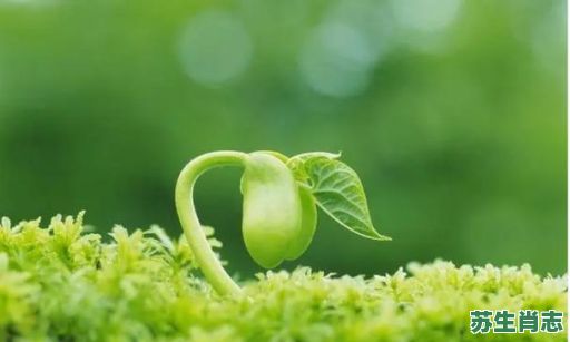 小草发芽有五来是什么生肖？坪中小草发新苗是什么生肖