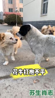 爱打抱不平的动物是什么生肖？谁最爱打抱不平