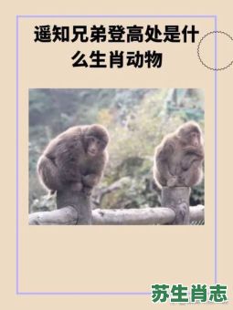 霸王指的是什么一生肖？霸王打一动物