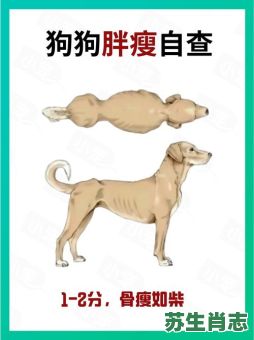 擀面杖卷肉不是骨头是什么生肖？骨瘦如柴打什么生肖