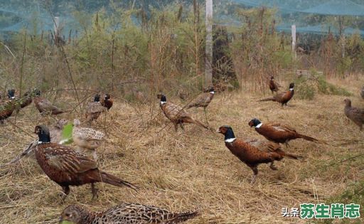 四只野鸡再下蛋是什么生肖？夏去秋来野鸡飞猜生肖