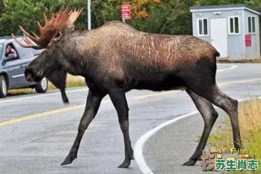 生肖四不像到底是什么？四不像最正确生肖