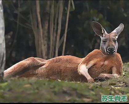 欲钱买会跳舞的动物是什么生肖？喜欢跳舞的动物猜生肖