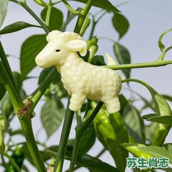 绿苔是什么生肖？绿草生肖是什么动物