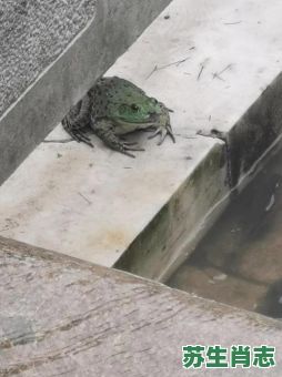 冬雨是什么生肖？雨肖是哪些生肖