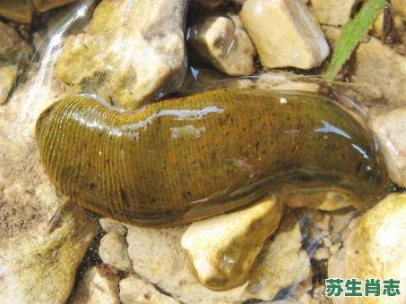 枨是什么生肖？蚂蟥指什么生肖