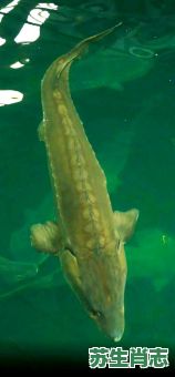 鲟是什么生肖？鲟是什么动物