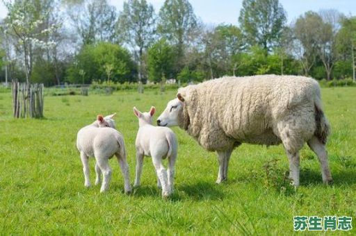 麻杆是什么生肖？竹竿是什么生肖
