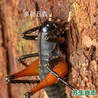 螽是什么生肖？之字是什么生肖