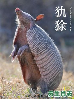 揑是什么生肖？狰狞是什么动物