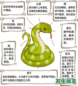 蛇过去是什么生肖？蛇前蛇后指什么生肖