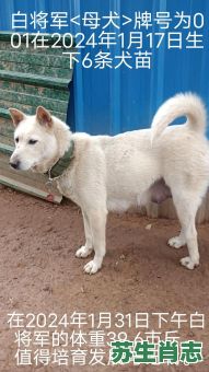 母犬是什么生肖？狗的老婆是什么生肖