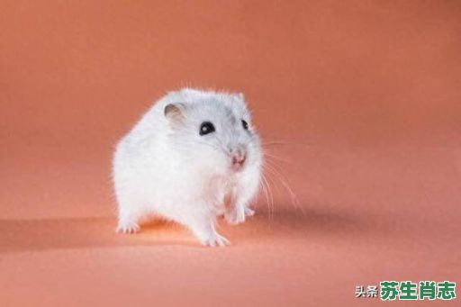 毛茸茸的生肖是什么？一时贪得是什么生肖动物