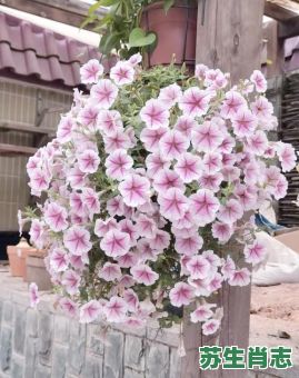 牛的生肖是什么花？属牛的守护花是什么