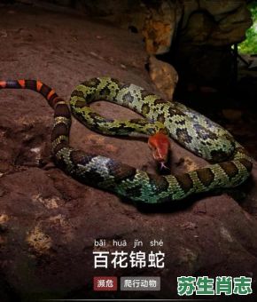 蛇是什么花的生肖？十二生肖各属什么花