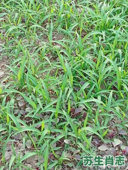 草把是什么生肖？草丛里头藏是什么生肖