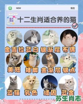猫的生肖是什么？猫暗示什么生肖