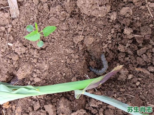 地生肖是什么?地是什么动物 地生肖是什么?地是什么动物