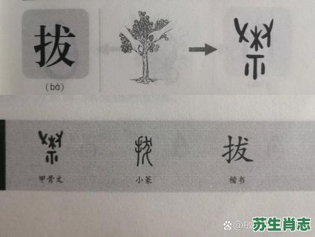 拔是什么生肖？拨字最正确的生肖