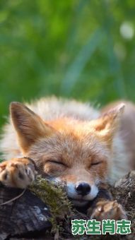 狐是是什么生肖？狐指的什么生肖