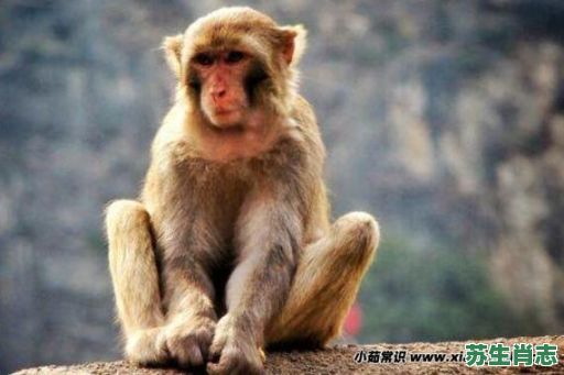 太阳是是什么生肖?风和日丽猜一个生肖 太阳是是什么生肖?风和日丽猜一个生肖