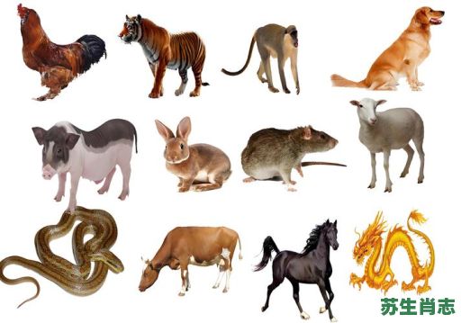 树上生肖是什么？十二生肖上树的动物