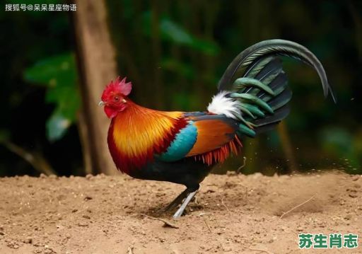 在门口是什么生肖?十二生肖中的鸡是什么动物 在门口是什么生肖?十二生肖中的鸡是什么动物