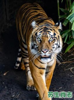 属土的是什么生肖？土是什么动物