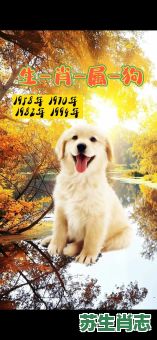 金毛是什么生肖？遍身金毛最正确一肖