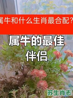牛合生肖是什么?属牛和哪些生肖最配 牛合生肖是什么?属牛和哪些生肖最配