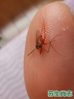 蚊子了是什么生肖？冰雹是什么动物